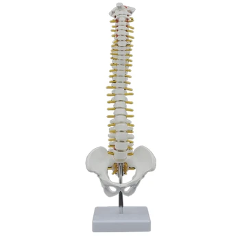 45 CM Človeške Hrbtenice S Medeničnega Model Človeških Anatomskih Anatomija Hrbtenice Model Hrbtenice Model+Stojalo Fexible